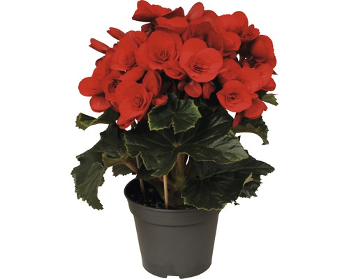Begonia FloraSelf Begonia elatior 'Baladin' H 20-25 cm, ghiveci Ø 14 cm, roșu Begonie roșii în ghiveci
