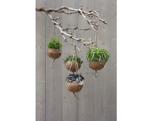 Plante decorative suspendate în coji de nucă de cocos, atârnate de o ramură.