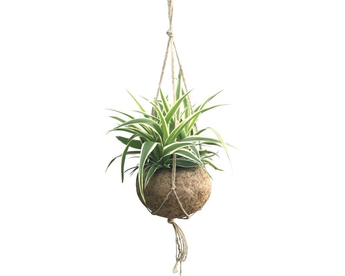 Plantă suspendată cu bilă naturală și suspensie cu frânghie