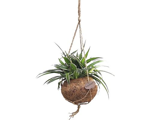 Plantă suspendată în bilă de fibre de cocos cu suspensie pe frânghie