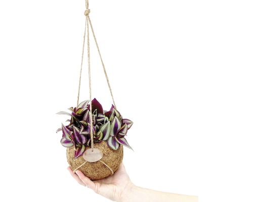Plantă Kokedama suspendată cu frunze decorative în mână