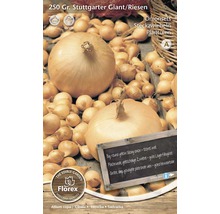 Set ceapă Stuttgarter Giant, 250 grame