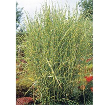 Iarba elefantului FloraSelf Miscanthus sinensis 'Strictus' H 10-100 cm Co 3 L