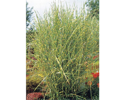 Iarba elefantului FloraSelf Miscanthus sinensis 'Strictus' H 10-100 cm Co 3 L Iarbă ornamentală cu frunze dungate