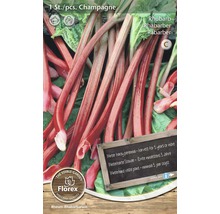 Plantă de rubarbă Champagne