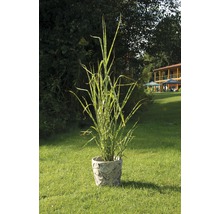 Obligă zebrată într-un ghiveci cu decor