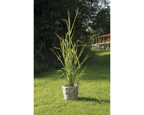 Obligă zebrată într-un ghiveci cu decor