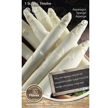 Răsaduri de sparanghel din soiul Thielim pentru cultivarea sparanghelului alb