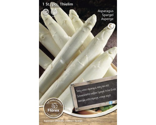 Răsaduri de sparanghel din soiul Thielim pentru cultivarea sparanghelului alb