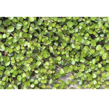 Plantă Muehlenbeckia cu frunze rotunde