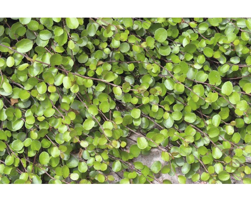 Plantă Muehlenbeckia cu frunze rotunde