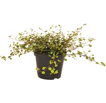 Plantă Muehlenbeckia în ghiveci