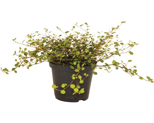 Plantă Muehlenbeckia în ghiveci