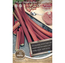 Plantă de rubarbă Holsteiner Blut în pachet