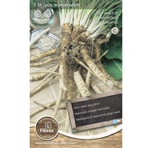 Plantă de hrean pentru cultivare în grădină