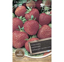 Set de plante de căpșuni Elsanta, 5 bucăți