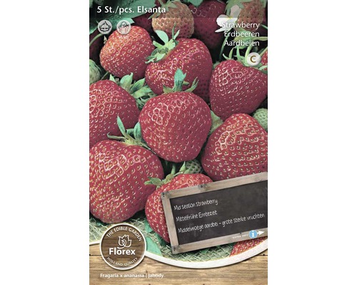 Set de plante de căpșuni Elsanta, 5 bucăți