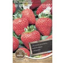 Plantă de căpșuni Symphony, perioada de recoltare târzie