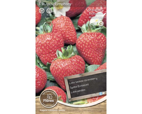 Plantă de căpșuni Symphony, perioada de recoltare târzie