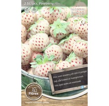 Butași de căpșuni Pineberry, două bucăți