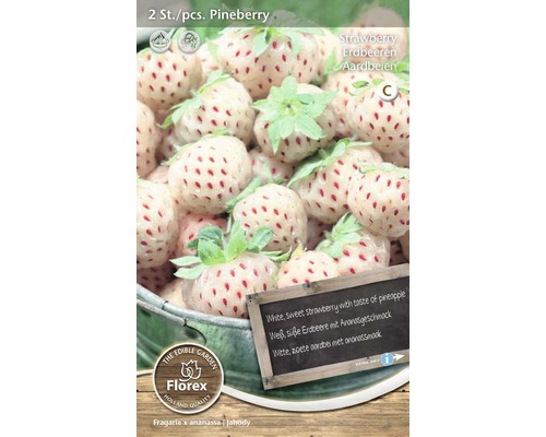 Butași de căpșuni Pineberry, două bucăți