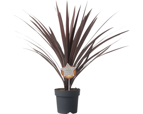 Cordyline plantă de interior în ghiveci