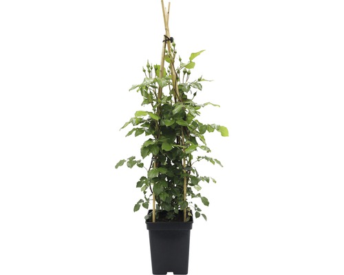 Trandafir cățărător în ghiveci cu suport