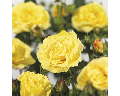 Trandafir cățărător FloraSelf Rosa 'Lichtkönigin Lucia' H 100-120 cm Co 5 L Flori de trandafir galbene cu frunze verzi