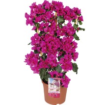 Plantă bougainvillea cu suport de cățărare în ghiveci