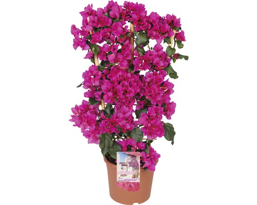 Floare de hârtie pe spalier FloraSelf Bougainvillea H 70 cm ghiveci Ø 21 cm