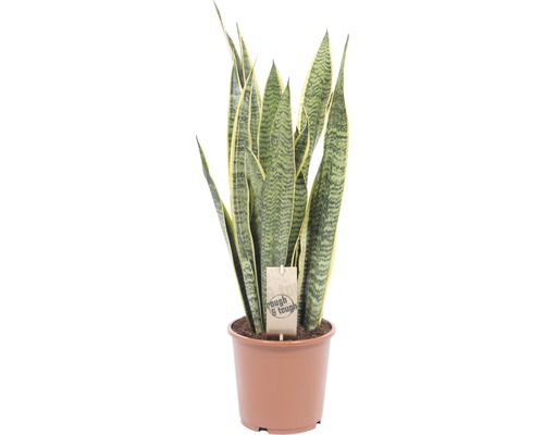 Limba soacrei FloraSelf Sansevieria trifasciata 'Laurentii' H 50-60 cm ghiveci Ø 17 cm