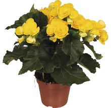 FloraSelf Begonia elatior 'Rebecca' H 30-40 cm ghiveci Ø 14 cm-thumb-0