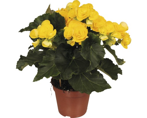 FloraSelf Begonia elatior 'Rebecca' H 30-40 cm ghiveci Ø 14 cm