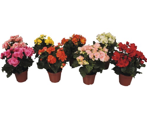 FloraSelf Begonia Elatior 'Mix' H 30 cm ghiveci Ø 14 cm FloraSelf Begonia Elatior 'Mix' H 30 cm ghiveci Ø 14 cm