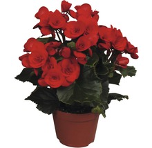FloraSelf Begonia Elatior 'Mix' H 30 cm ghiveci Ø 14 cm-thumb-2 FloraSelf Begonia Elatior 'Mix' H 30 cm ghiveci Ø 14 cm-thumb-2