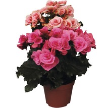 FloraSelf Begonia Elatior 'Mix' H 30 cm ghiveci Ø 14 cm-thumb-1