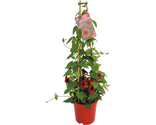 Tunbergia/ Suzana cu ochi negri FloraSelf Thunbergia alata H ca. 90 cm ghiveci Ø 19 cm