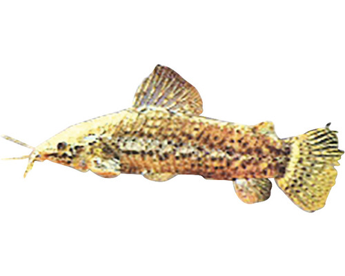 Peștele sanitar Hoplosternum thoracathum