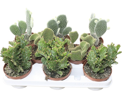 FloraSelf Cactus Opuntia H 15-20 cm ghiveci Ø 10,5 cm | HORNBACH