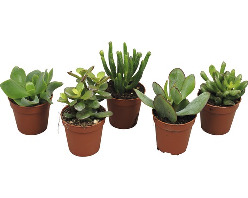 Cinci plante suculente în ghivece