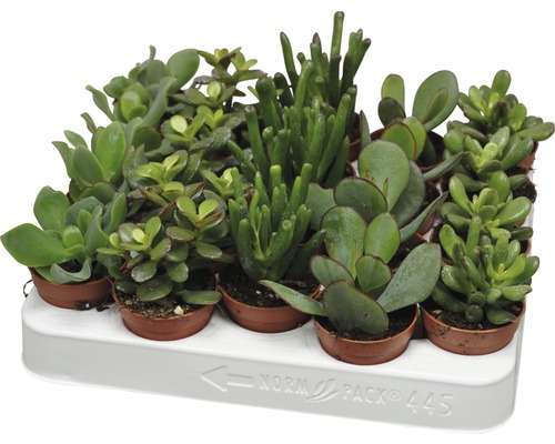 Diverse suculente în ghivece pe o tavă albă