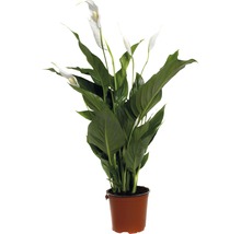 Crinul păcii FloraSelf Spathiphyllum wallisii 'Sweet Silvio' H 70-80 cm ghiveci Ø 14 cm-thumb-0