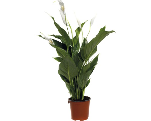 Crinul păcii FloraSelf Spathiphyllum wallisii 'Sweet Silvio' H 70-80 cm ghiveci Ø 14 cm