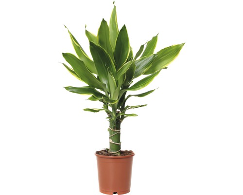 Dracena FloraSelf Dracaena fragrans 'Golden Coast' H 40-50 ghiveci Ø 11 cm Zamioculcas într-un ghiveci