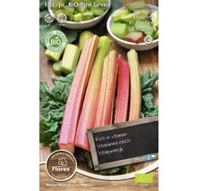 Plantă de rubarbă bio