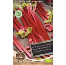 Plantă de rubarbă BIO-Red Champagne