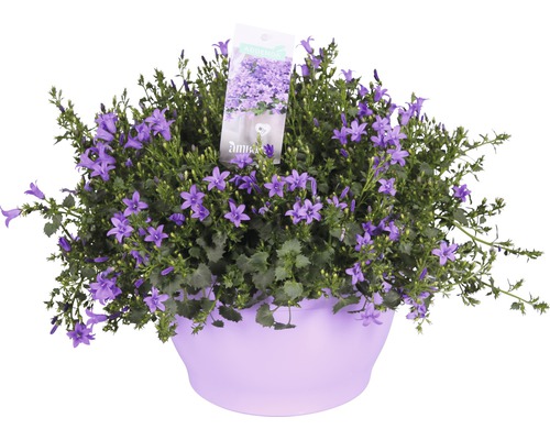 Clopoțel FloraSelf Campanula portenschlagiana 'Ambella Purple' ghiveci Ø 25 cm