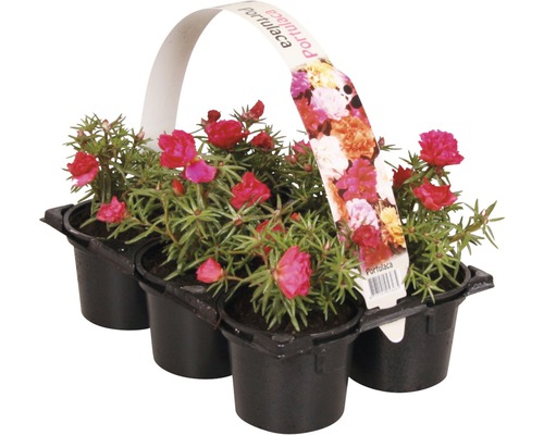 Plante balcon FloraSelf Portulaca, Tagetes, Lobelia, Impatiens, Begonia, Alyssum pachet 6 buc.