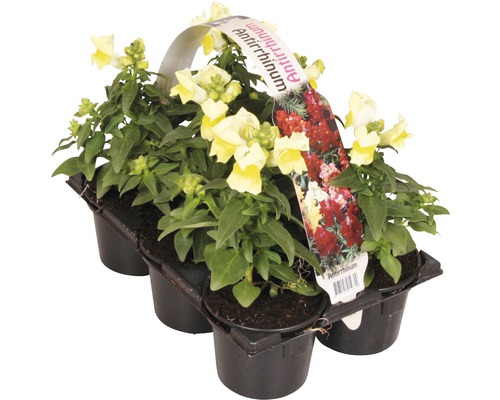 Gura-leului în recipient de plastic cu șase plante