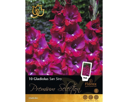 Bulbi de flori Premium Selection Gladiole'San Siro' 10 buc.